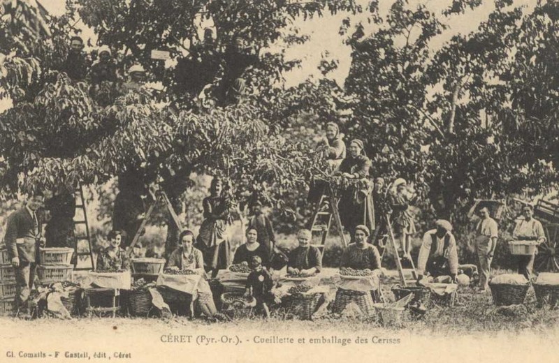 cueillette et emballage des cerises à CERET