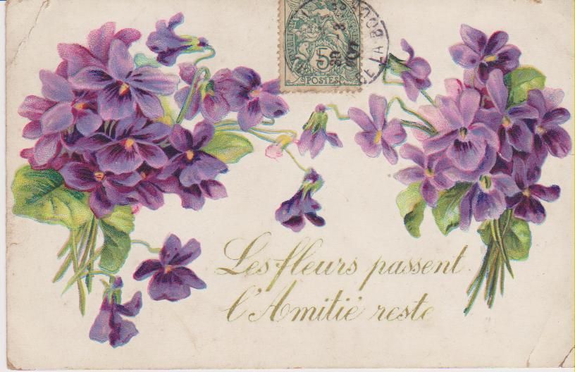 amitié violettes